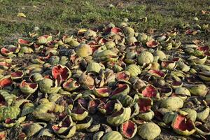 haufen von verfaulen Wassermelonen. schälen von Melone. ein verlassen Feld von Wassermelonen und Melonen. verfault Wassermelonen. Überreste von das Ernte von Melonen. verfaulen Gemüse auf das Feld. foto