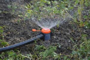 Bewässerung das Betten von Tomate Sämlinge mit ein Düse Sprinkler. foto