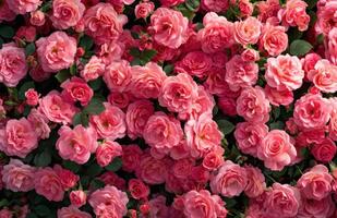 ai generiert viele Rosa Rosen Bildung ein Mauer von Rosen foto