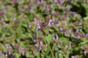 Lamium purpureum blüht im Garten. foto