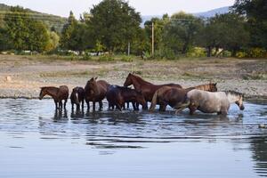 Pferde gehen im Linie mit ein Schrumpfung Fluss. das Leben von Pferde foto