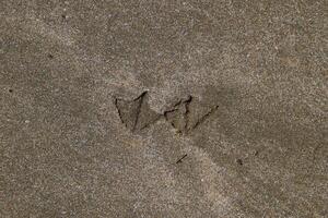 Spuren von ein Möwe auf das Sand durch das Meer foto