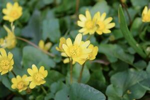 geringer Schöllkraut Blumen auf das Boden foto