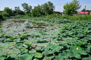 Teich mit Lotusblumen. Lotusblumen im das wachsend Jahreszeit. dekorativ Pflanzen im das Teich foto