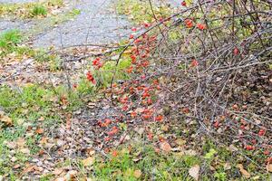 Hüften Busch mit reif Beeren. Beeren von ein Dogrose auf ein Busch. Früchte von wild Rosen. dornig Heckenrose. rot Rose Hüften. foto