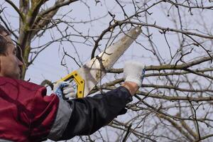 Mann schneidet Nieder ein Baum Ast mit ein Hand Garten gesehen. Beschneidung Obst Bäume im das Garten. foto