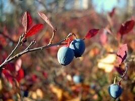 Blau Beeren von Blaubeeren auf Gebüsch. Beeren im das Tundra foto