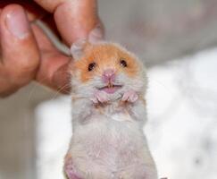 Hamster im Hand. Hamster halt das Kratzer. Hamster gehaltenen mit Finger foto