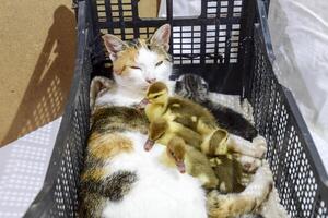 Katze im ein Korb mit Kätzchen und Empfang Moschus Ente Entenküken. Katze fördern Mutter zum das Entenküken foto