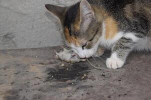 das Katze gefangen das Maus. das Katze isst das gefangen Maus. Zuhause Jäger foto