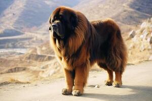 ai generiert Dogge tun Hallo tibetanisch großartig Däne reinrassig schön Rasse von Hund, Hintergrund Natur. foto