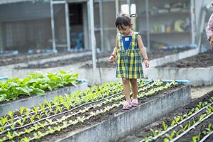 süß wenig Kindergarten Kind wachsend frisch Salat im Frühling ein wenig Junge ist glücklich mit Gartenarbeit. Kinder Hilfe mit Gemüse Gartenarbeit im das Haus. foto