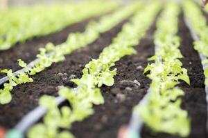 Grüner Salat wachsend im Gemüse Garten foto