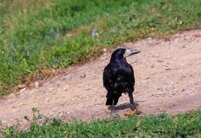 schwarz Krähe Stehen und Essen Innereien. Kran ist Essen etwas und Aufpassen. Raubtier Vogel Porträt draussen. hoch Qualität Foto