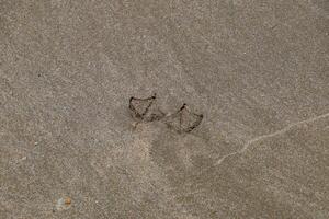 Spuren von ein Möwe auf das Sand durch das Meer foto