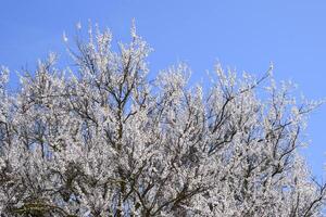 Aprikose Blumen auf Baum Geäst. Frühling blühen Garten. foto