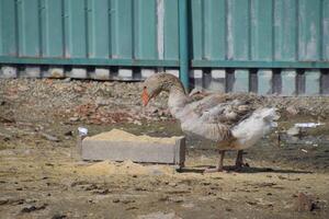 das grau Gans ist inländisch. ein inländisch Gans ist Lebensmittel. foto