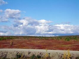 Wald Tundra Landschaft im das Sommer. Taiga von Sibirien. Jamal. foto
