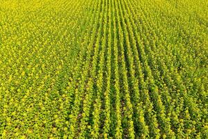 Antenne Aussicht von landwirtschaftlich Felder blühen Ölsaat. Feld von Sonnenblumen. oben Sicht. foto