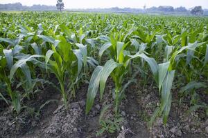 Landwirtschaft Mais Felder wachsend im das Ernte Landschaft von Bangladesch foto