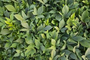 Grün Blätter Muster Textur Hintergrund von das Süss Kartoffel Pflanze im das Feld Landschaft von Bangladesch foto