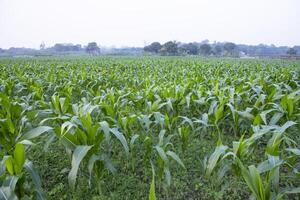 Landwirtschaft Mais Felder wachsend im das Ernte Landschaft von Bangladesch foto