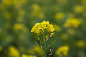 Nahansicht Fokus ein schön Blühen Gelb Raps Blume mit verschwommen Hintergrund foto