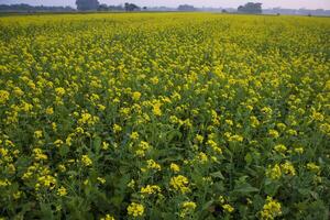 schön Blumen- Landschaft Aussicht von Raps im ein Feld mit Blau Himmel im das Landschaft von Bangladesch foto