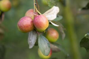 rot Jujube Früchte oder Apfel kul boroi auf ein Ast im das Garten. selektiv Fokus mit flach Tiefe von Feld foto