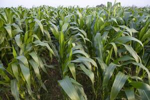 Landwirtschaft Mais Felder wachsend im das Ernte Landschaft von Bangladesch foto