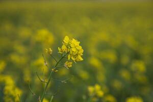 Nahansicht Fokus ein schön Blühen Gelb Raps Blume mit verschwommen Hintergrund foto