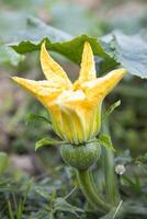 Grün organisch Gemüse Süss Kürbis klein Gelb Blume im das Garten, jung Kürbis natürlich Bestäubung im das Feld von Landschaft im Bangladesch foto