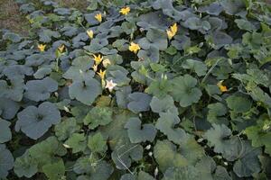 Grün organisch Gemüse Süss Kürbis Plantage im das Garten foto