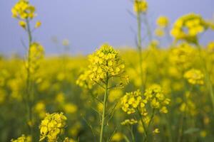 Nahansicht Fokus ein schön Blühen Gelb Raps Blume mit verschwommen Hintergrund foto