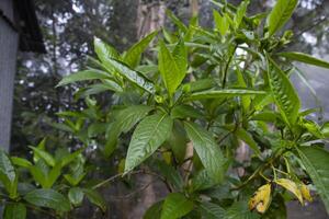 Nahansicht Aussicht von Kräuter- Blätter Justicia Adhatoda, häufig bekannt im Englisch wie Malabar Mutter, adulsa, Adhatoda, Vasa, Vasaka, ist ein medizinisch Pflanze einheimisch zu Asien foto