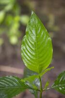 Nahansicht Aussicht von Kräuter- Blätter Justicia Adhatoda, häufig bekannt im Englisch wie Malabar Mutter, adulsa, Adhatoda, Vasa, Vasaka, ist ein medizinisch Pflanze einheimisch zu Asien foto