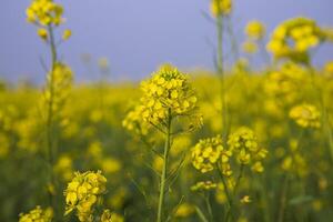 Nahansicht Fokus ein schön Blühen Gelb Raps Blume mit verschwommen Hintergrund foto