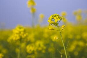 Nahansicht Fokus ein schön Blühen Gelb Raps Blume mit Blau Himmel verschwommen Hintergrund foto