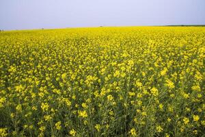 schön Blumen- Landschaft Aussicht von Raps im ein Feld mit Blau Himmel im das Landschaft von Bangladesch foto