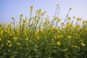 draussen Gelb Raps Blumen Feld Landschaft von Bangladesch foto