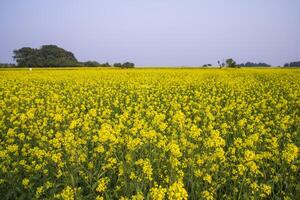 schön Blumen- Landschaft Aussicht von Raps im ein Feld mit Blau Himmel im das Landschaft von Bangladesch foto