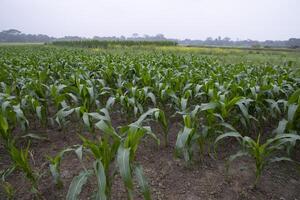 Landwirtschaft Mais Felder wachsend im das Ernte Landschaft von Bangladesch foto