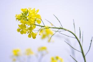 Nahansicht Fokus ein schön Blühen Gelb Raps Blume mit Blau Himmel verschwommen Hintergrund foto