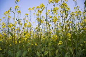 draussen Gelb Raps Blumen Feld Landschaft von Bangladesch foto