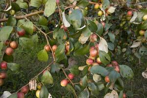 Obst Baum mit unreif rot Jujube Früchte oder Apfel kul boroi im das Garten foto