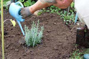 ein im Ruhestand Mann Wasser ein frisch gepflanzt Lavendel Busch im ein Garten Bett auf ein wolkig Sommer- Tag - - Hand mit ein Bewässerung können und Wange - - Nahaufnahme, horizontal Foto. Gartenarbeit, Hobbys, Pflanze Pflege, Gartenarbeit foto