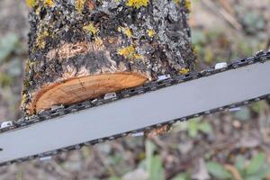 gesägt elektrisch Sägen Baum foto