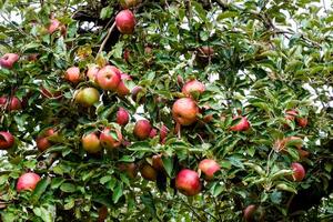 Apfel Obstgarten. Reihen von Bäume und das Obst von das Boden unter das Bäume foto