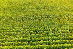 Antenne Aussicht von landwirtschaftlich Felder blühen Ölsaat. Feld von Sonnenblumen. oben Sicht. foto