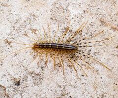 das Fliegenschnäpper. scutigera Coleoptrata. Tausendfüßler Fliegenschnäpper, Insekt Raubtier foto